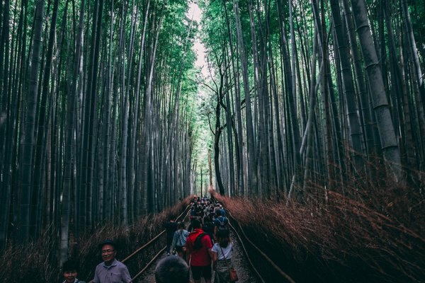 Quels sont les meilleurs itinéraires pour une randonnée à travers les forêts de bambous en Chine ?