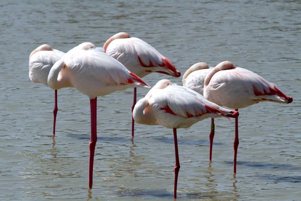 Où trouver les meilleurs spots pour l'observation des flamants roses en Camargue, France : périodes et lieux ?